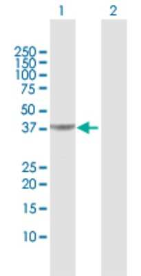 Western Blot: Pipecolic acid oxidase Antibody [H00051268-D01P]