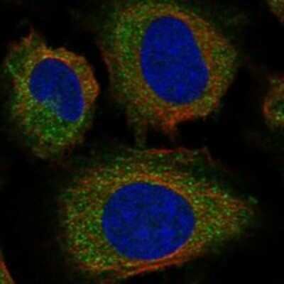 Immunocytochemistry/ Immunofluorescence: Pirh2 Antibody [NBP3-17291]