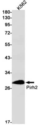 Western Blot: Pirh2 Antibody (S06-8H6) [NBP3-19523]