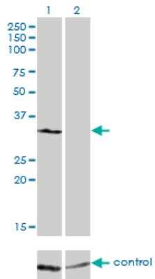 Western Blot: Pirin Antibody (4D1) [H00008544-M03]