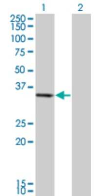 Western Blot: Pirin Antibody (4D1) [H00008544-M03]