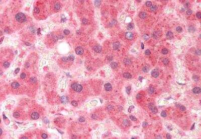Immunohistochemistry-Paraffin: Pirin Antibody [NB300-958]