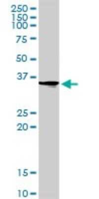 Western Blot: Pirin Antibody [H00008544-D01P]