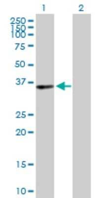Western Blot: Pirin Antibody [H00008544-D01P]