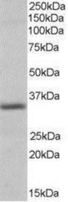 Western Blot: Pirin Antibody [NB300-958]