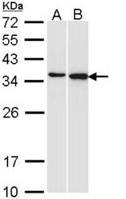 Western Blot: Pirin Antibody [NBP1-33555]