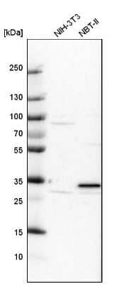 Western Blot: Pirin Antibody [NBP1-87500]