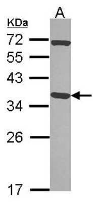 Western Blot: Pirin Antibody [NBP2-19840]