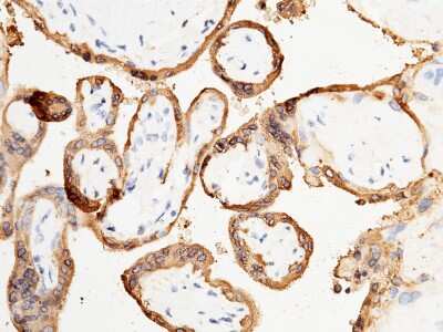 Immunohistochemistry-Paraffin: Placental Lactogen/CSH1 Antibody [NBP2-99840]