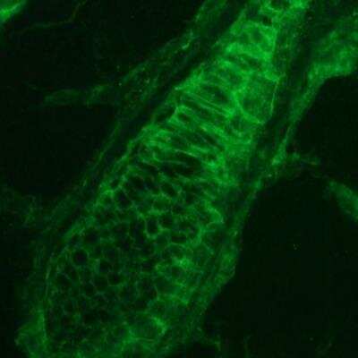 Immunohistochemistry: Plakophilin-3 Antibody (23E3/4) - BSA Free [NBP1-97674]