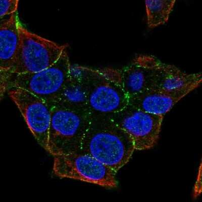 Immunocytochemistry/ Immunofluorescence: Plakophilin 4 Antibody [NBP2-55977]