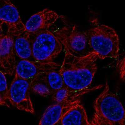 Immunocytochemistry/ Immunofluorescence: Plakophilin 4 Antibody [NBP2-57367]