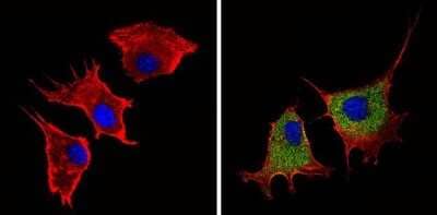 Immunocytochemistry/ Immunofluorescence: Plasminogen Antibody [NB300-544]