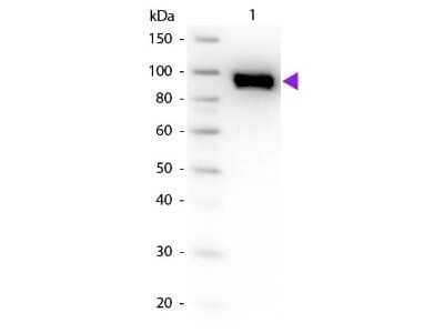 Western Blot: Plasminogen Antibody [NB600-930]