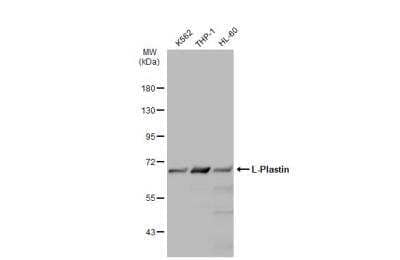 Western Blot: Plastin L Antibody [NBP2-19860]