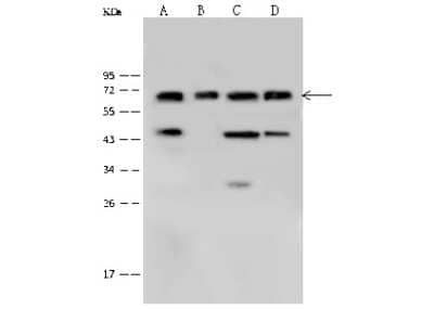 Western Blot: Plastin L Antibody [NBP2-99366]