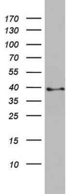 Western Blot: Pleckstrin-2 Antibody (OTI5D3)Azide and BSA Free [NBP2-73467]