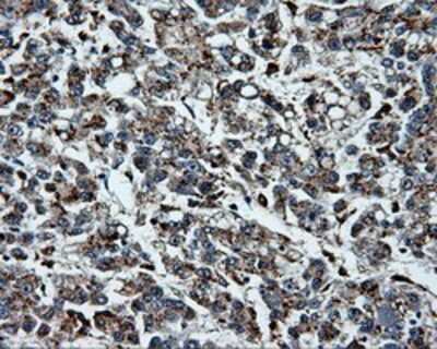Immunohistochemistry-Paraffin: Pleckstrin Antibody (OTI6H8) [NBP2-02300]