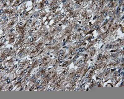 Immunohistochemistry-Paraffin: Pleckstrin Antibody (OTI6H8) [NBP2-02300]