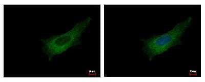 Immunocytochemistry/ Immunofluorescence: Pleckstrin Antibody [NBP1-31099]