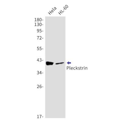 Western Blot: Pleckstrin Antibody (S02-7C5) [NBP3-19908]