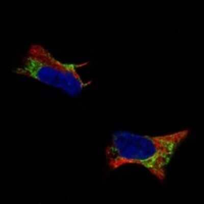 Immunocytochemistry/ Immunofluorescence: Pleiotrophin/PTN Antibody [NBP3-17206]