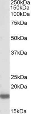 Western Blot: Pleiotrophin/PTN Antibody [NBP1-51983]