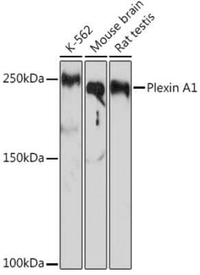 Western Blot: Plexin A1 Antibody (2A5Z6) [NBP3-16254]