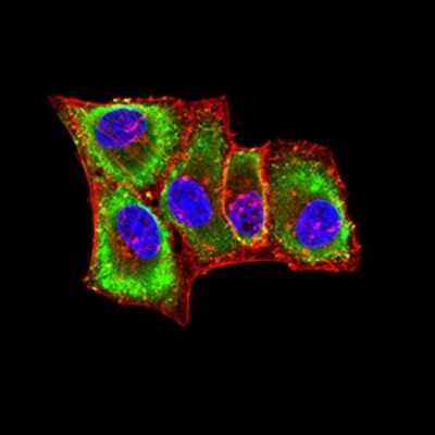 Immunocytochemistry/ Immunofluorescence: Plexin A1 Antibody (8A10A6) - BSA Free [NBP2-61791]