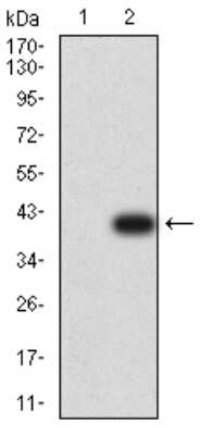 Western Blot: Plexin A1 Antibody (8A10A6)BSA Free [NBP2-61791]