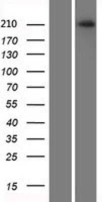 Western Blot: Plexin A2 Overexpression Lysate [NBP2-06232]