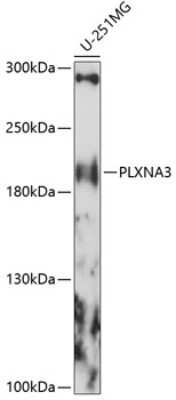 Western Blot: Plexin A3 AntibodyAzide and BSA Free [NBP2-93992]