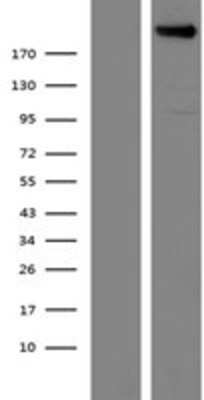 Western Blot: Plexin A4 Overexpression Lysate [NBP2-11270]