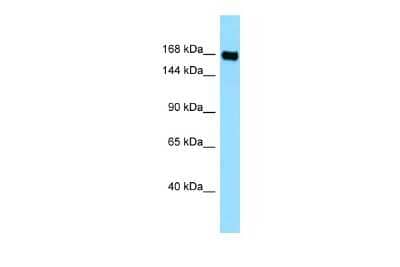 Western Blot: Plexin B3 Antibody [NBP3-09457]