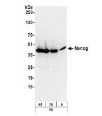 Western Blot: Pluripotent Stem Cell Transcription Factor Antibody Pack [NBP1-42823]