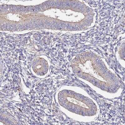 Immunohistochemistry-Paraffin: Plxdc2 Antibody [NBP1-92278]