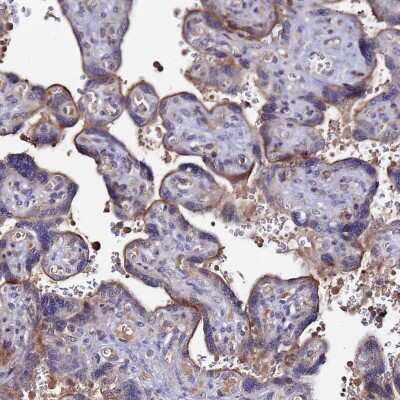 Immunohistochemistry-Paraffin: Plxdc2 Antibody [NBP1-92278]