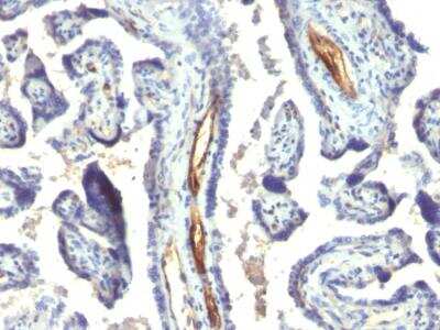 Immunohistochemistry-Paraffin: Podocalyxin Like Antibody (2A4) - IHC-Prediluted [NBP2-48344]