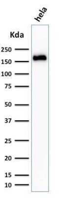 Western Blot: Podocalyxin Like Antibody (3D3)Azide and BSA Free [NBP2-33108]