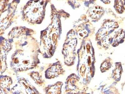Immunohistochemistry-Paraffin: Podocalyxin Like Antibody (3D3) - IHC-Prediluted [NBP2-45167]