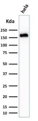 Western Blot: Podocalyxin Like Antibody (3D3) [NBP2-25219]