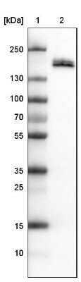 Western Blot: Podocalyxin Like Antibody (CL0284) [NBP2-52903]