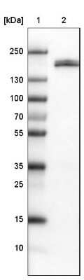 Western Blot: Podocalyxin Like Antibody (CL0285) [NBP2-52904]