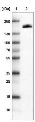 Western Blot: Podocalyxin Like Antibody (CL0308) [NBP2-52912]