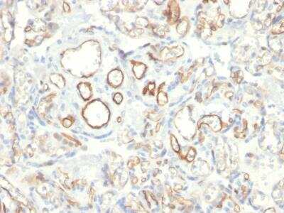 Immunohistochemistry-Paraffin: Podocalyxin Like Antibody (PODXL/2185) - Azide and BSA Free [NBP2-79884]