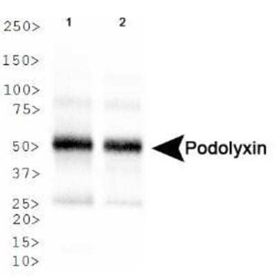 Western Blot: Podocalyxin Like Antibody [NB110-41503]