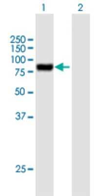 Western Blot: Podocan Antibody [H00127435-B01P]