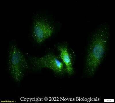 Immunocytochemistry/ Immunofluorescence: Podocin/NPHS2 Antibody [NBP3-18129]