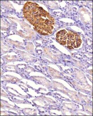 Immunohistochemistry-Paraffin: Podocin/NPHS2 Antibody [NBP3-18129]