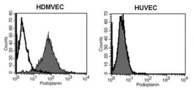 Flow Cytometry: Podoplanin Antibody (18H5) - Azide and BSA Free [NB600-1013]